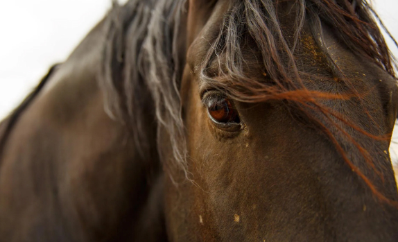 Maristan
Horseback riding